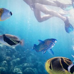 Snorkeling Snorkeling
